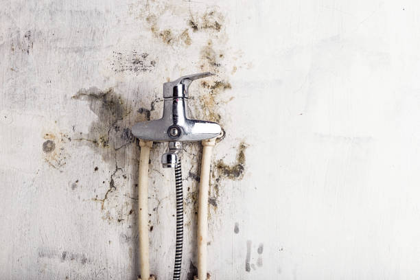Best Toxic Mold Removal  in Springdale, AR