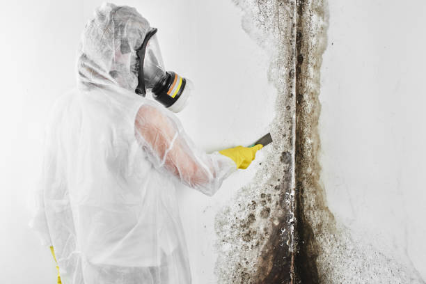 Best Same-Day Mold Removal  in Springdale, AR