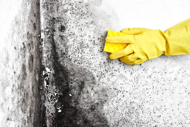 Best Certified Mold Removal  in Springdale, AR
