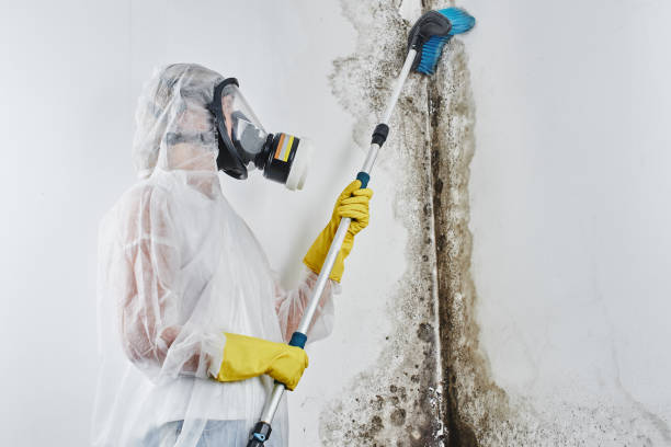 Best Fast Mold Removal  in Springdale, AR