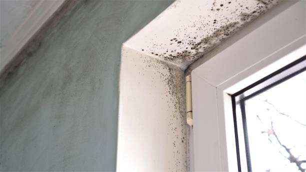 Best Fast Mold Removal  in Springdale, AR