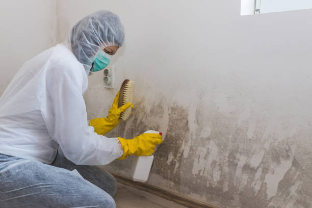 Best Mold Damage Repair  in Springdale, AR