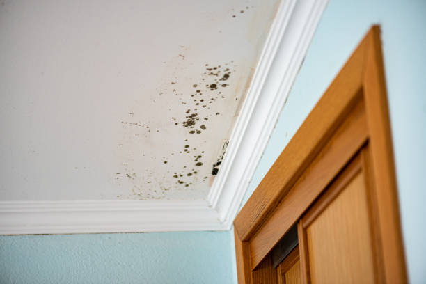 Best Mold Cleaning Services  in Springdale, AR