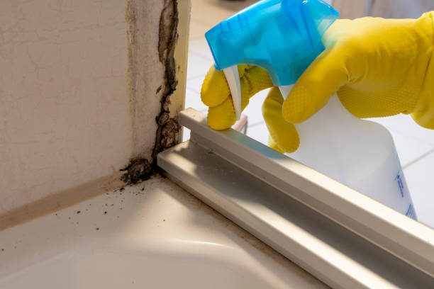 Best Black Mold Removal  in Springdale, AR