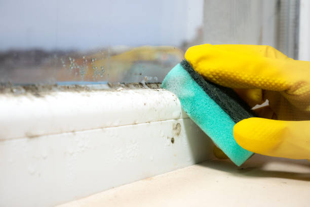 Best Mold Removal Company Near Me  in Springdale, AR