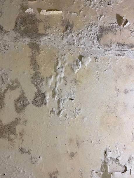 Best Mold Remediation  in Springdale, AR