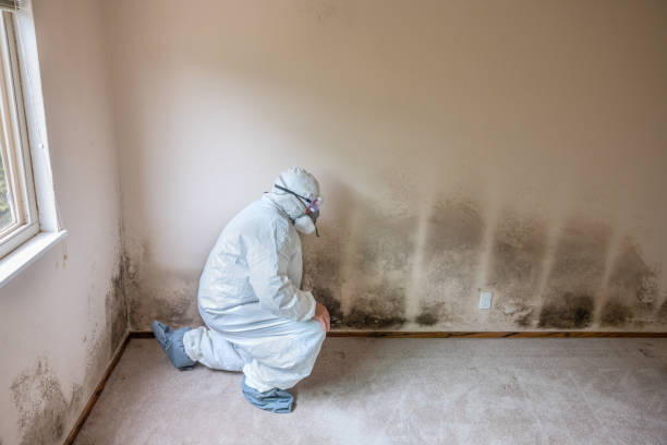 Best Local Mold Removal Service  in Springdale, AR