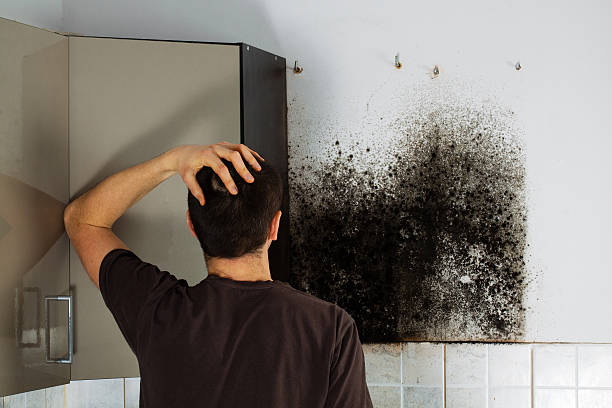 Best Mold Removal Near Me  in Springdale, AR