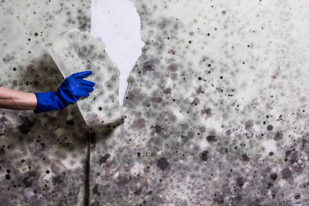 Best Mold Testing  in Springdale, AR