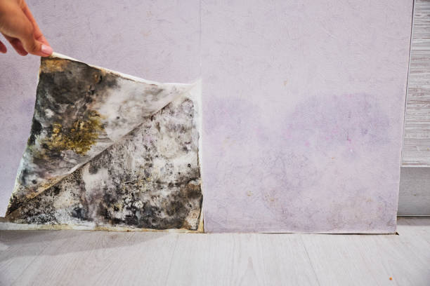 Best Mold Removal Specialists  in Springdale, AR